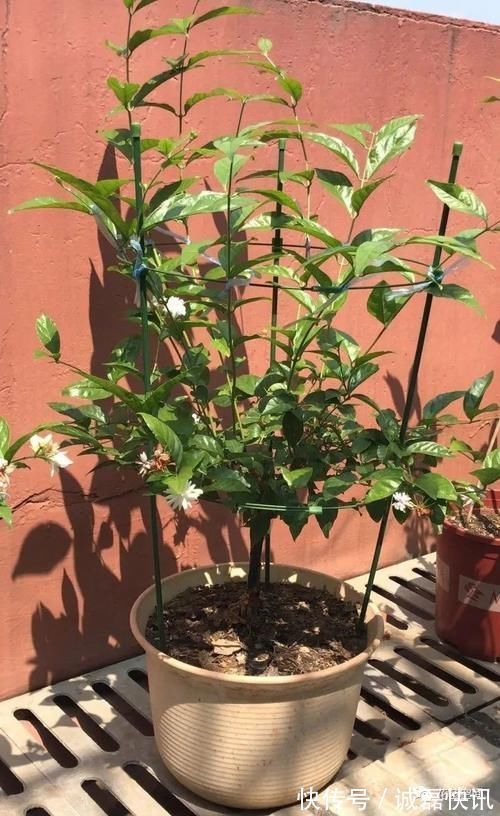 春剪|茉莉花栀子花的修剪,记住“冬轻春重”,分枝长的多,开花不停歇