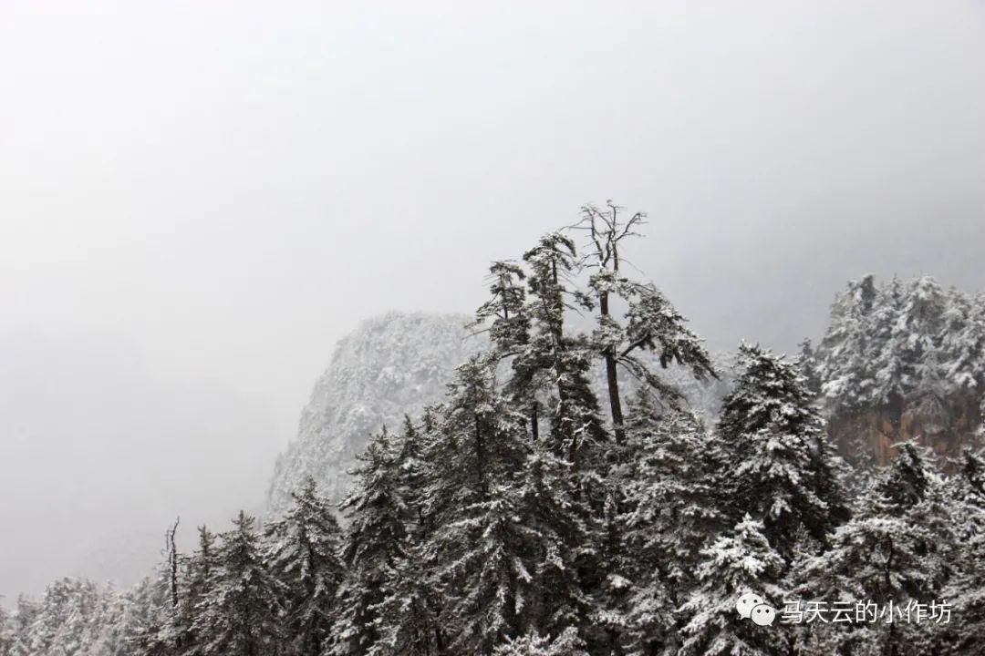 雪落贵清山|图胜千言| 雪落