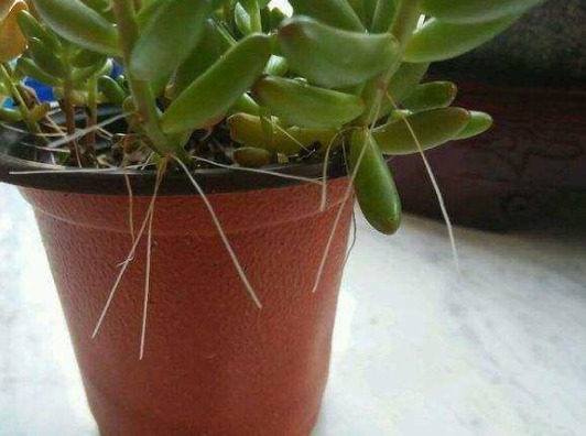 多肉植物夏季出现一种现象，是在向你发求救信号，一定要及时处理