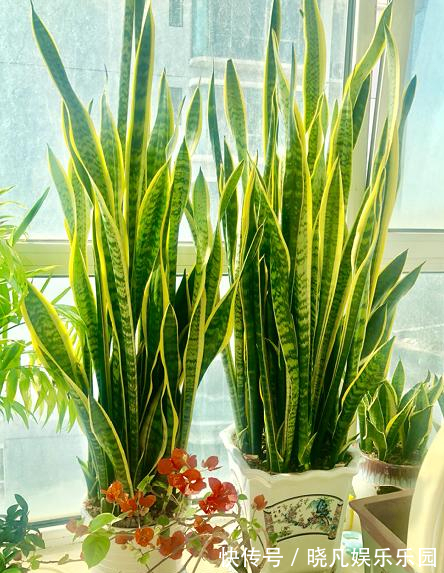 人养花,花养人,6种花越养越健康,养人又旺财