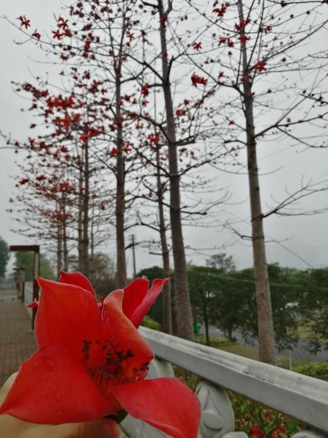 邕江边那一排临风怒放的木棉，一树火焰似的繁花，红艳而炽烈