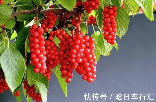 农村|农村常见的“小红果”，竟是镇咳祛痰，止咳的良方，你认识吗