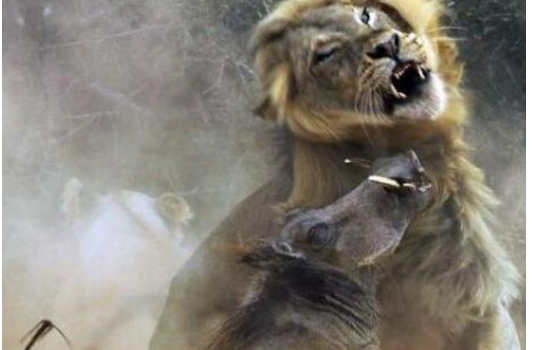 白目疣猪为出风头扑向雄狮 结局游客捂眼不忍看 快资讯