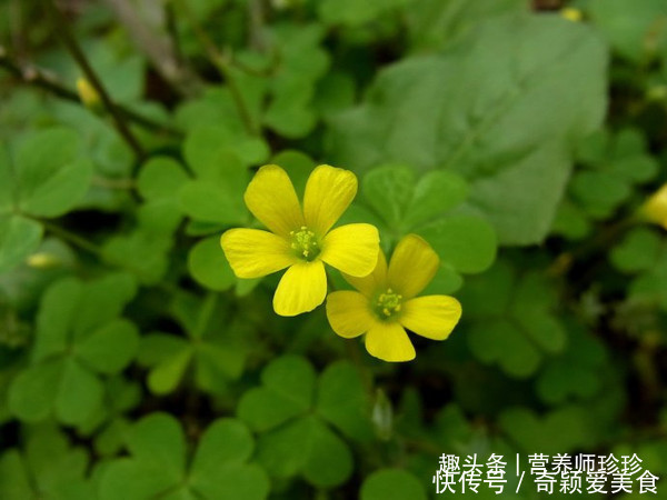 酸酸草|2种农村常见的野草，既是野菜，又是治病的中药材，不知道可惜了