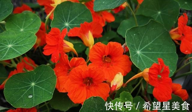 圣女果|若有一个小院，要把菜当花养，把花种成菜！