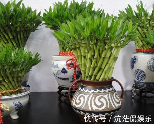 磷酸二氢钾|富贵竹叶片发黄往盆里撒“1种粉末”，7天后叶片油绿，根系壮