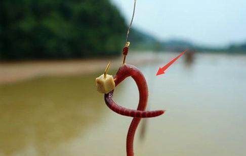 渔获|用蚯蚓钓不上鱼那是方法没用对,只4招,就让你渔获翻倍