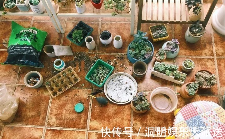 网购多肉要谨慎,两毛钱一棵,叶子掉光了,教你快速拯救多肉