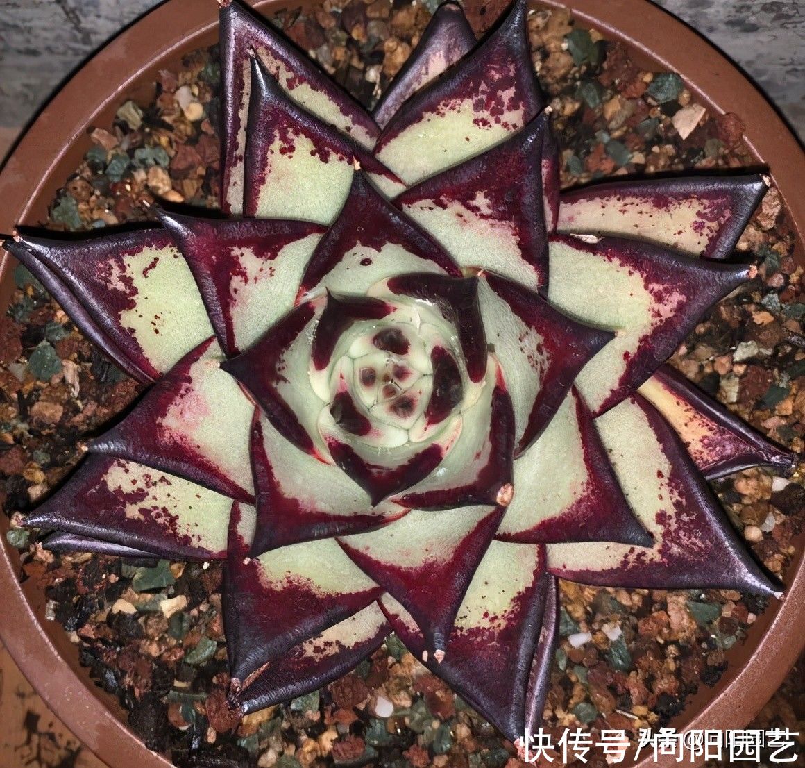 乌木|夏天养乌木，橙梦露，就一个字“晒”，晒得越狠，状态越好