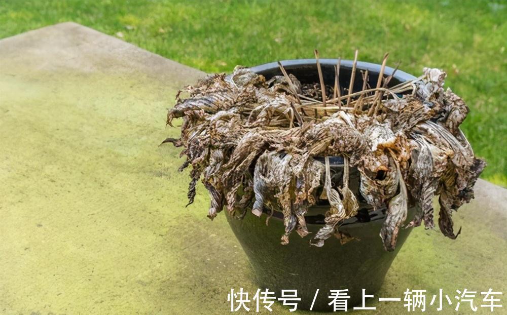 盆栽|6种富贵花，冬天爱“装死”，好好“伺候着”，来年繁花多几倍