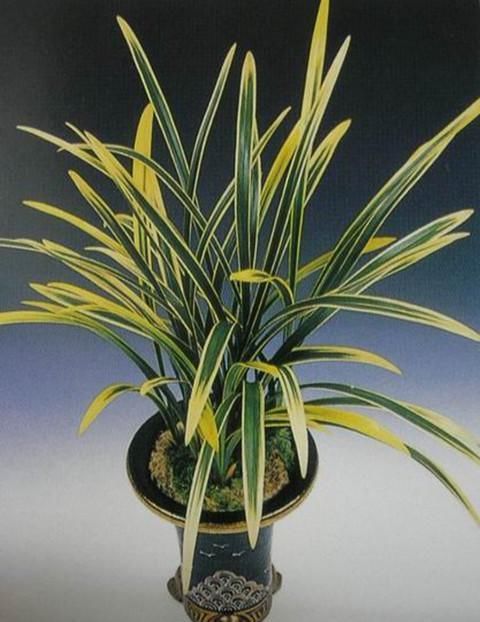  获奖|因叶片而多次获奖的兰花，勤花勤草，香味浓郁，落地就能生根