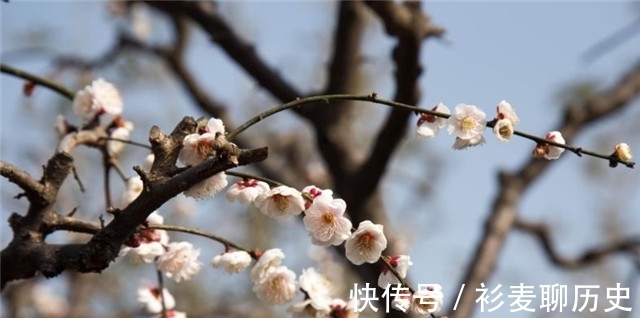梅花@梅花相思诗词解读,人人心里,有棵梅花树