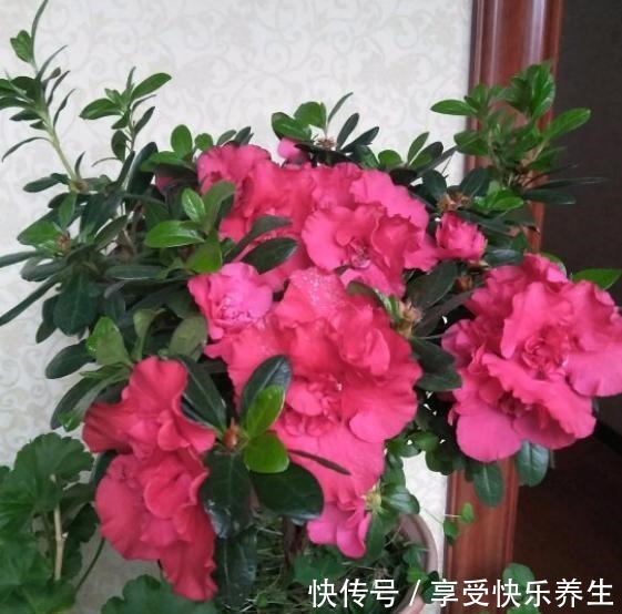 不会养杜鹃花,按小花匠这“方法”,根不烂叶不黄,年年花开不断!