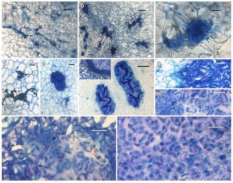 污水沟|污水沟里扒拉出来直接生吃,这是什么奇怪的美食?