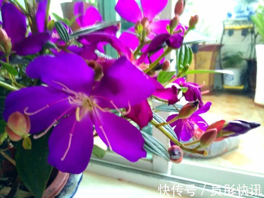 蓝蝴蝶|5种花真稀罕,叶子越晒越红彤彤,一盆能开20朵!