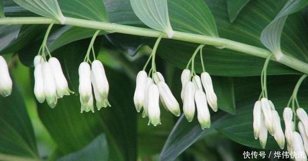 后世|老中医夸它可替代人参，后世争吵不休，润肺养胃阴，减血中糖、脂