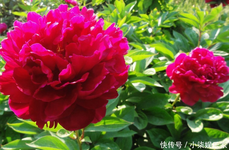 扦插|喜欢养花，不如养芍药花，养护轻松，花苞大过拳，开花超美！