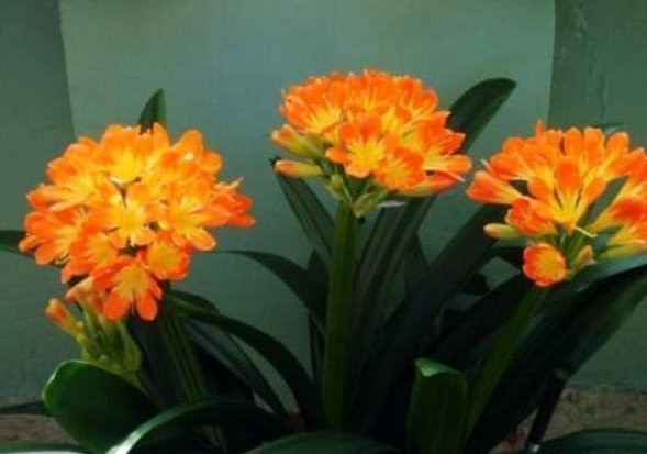 花盆|老婆用装修时剩下的“小东西”,埋在花盆里面,花就没有黄过叶