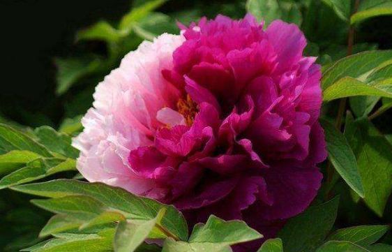 新手养花，不如养盆花中精品“二乔”，花大色艳，耐寒耐旱