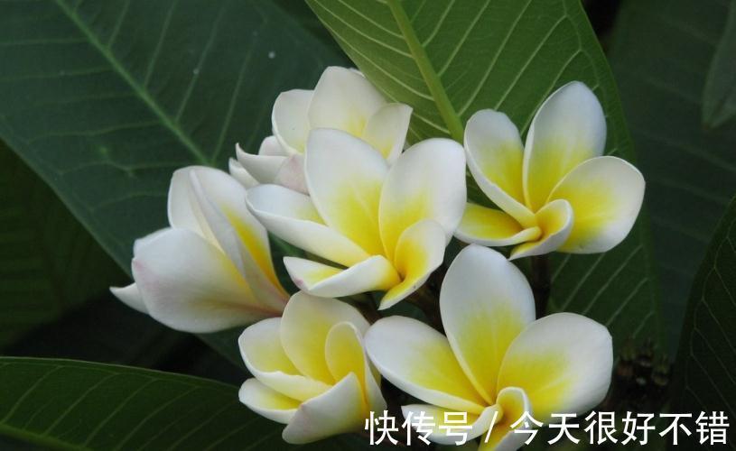 鸡蛋花|农历九月十八霜降后，养什么花？家里养3种花，飞黄腾达官运亨通