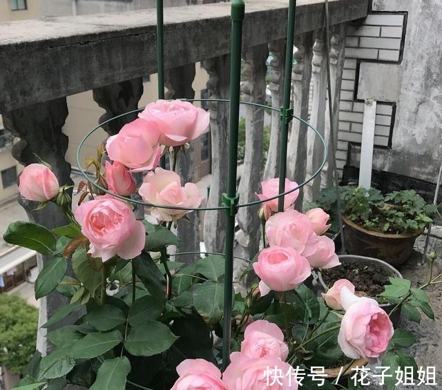 美味|那些名字很美味的月季 秀色可餐 吃货的福音!