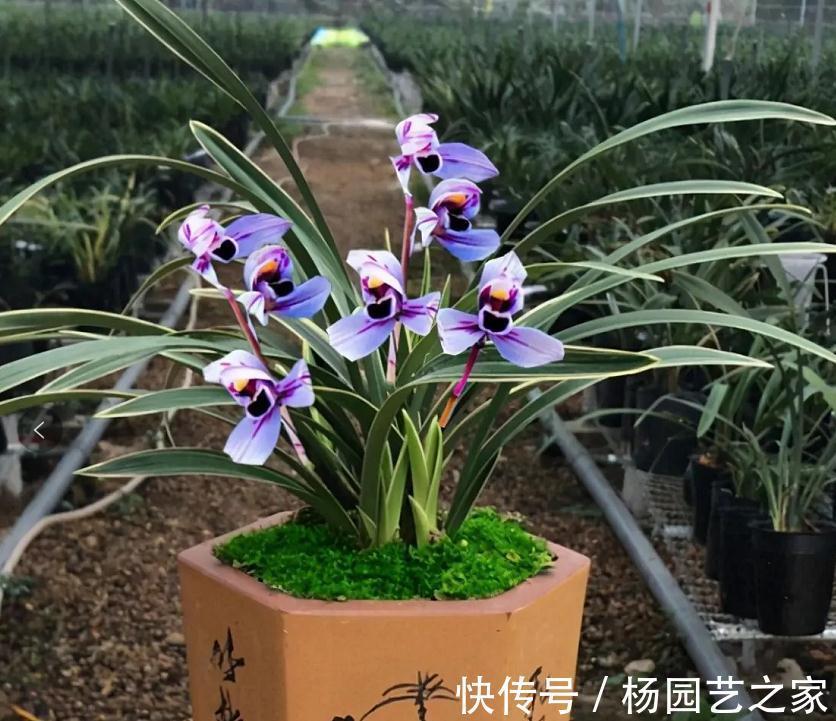 被誉为是香花之王的紫月荷,花色高贵,兰香醇正,适合新手