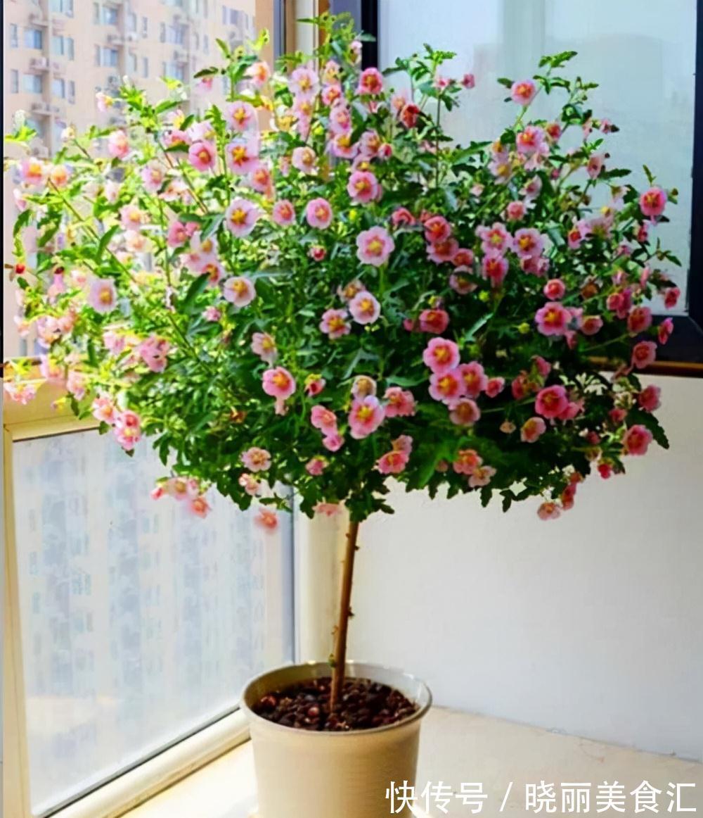 10种花“冷天”长得慢，“穷养”多晒更健壮，不然易烂根，难过冬