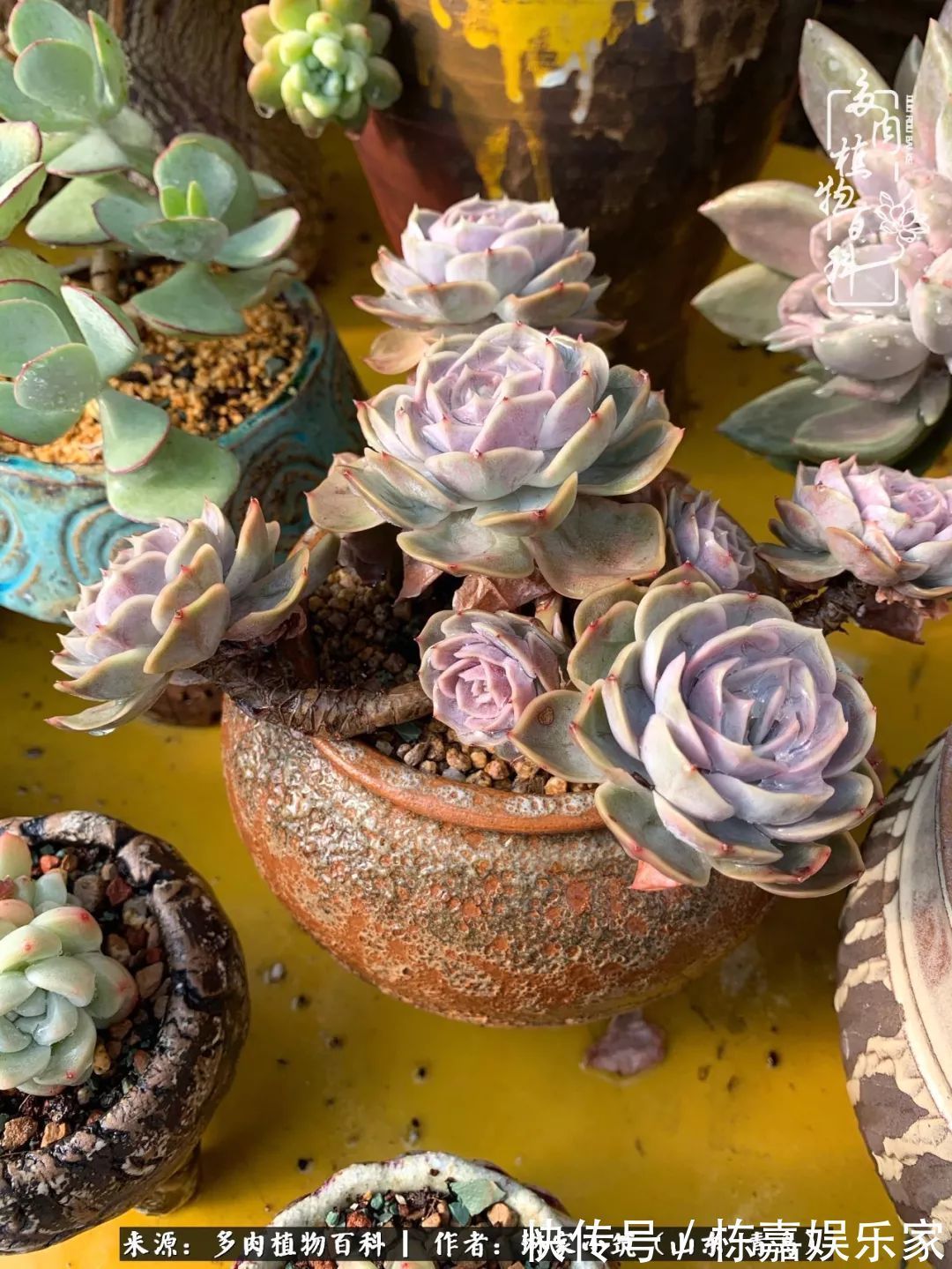 大棚|多肉住进暖棚,坦然越冬,放肆浇水,这个冬天有点甜!