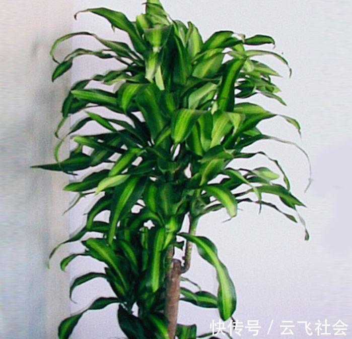 鹅掌柴|4种花适合养家里,好养漂亮,清新养眼,越来越多人在养