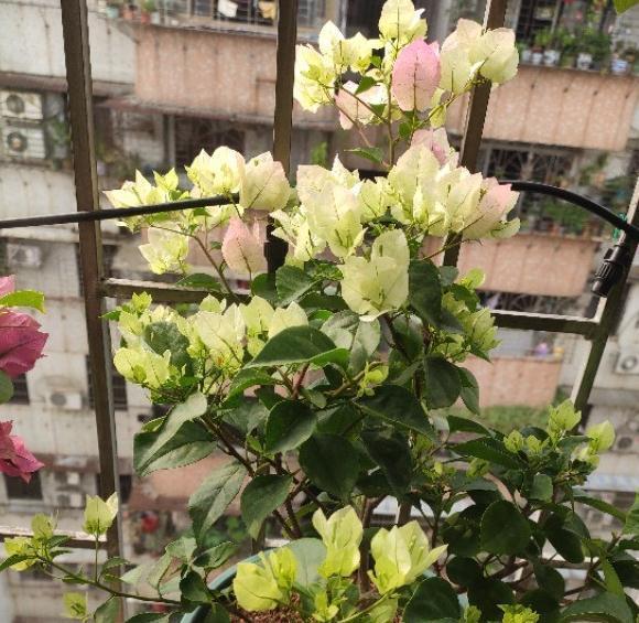 一树多色的三角梅,你养了吗