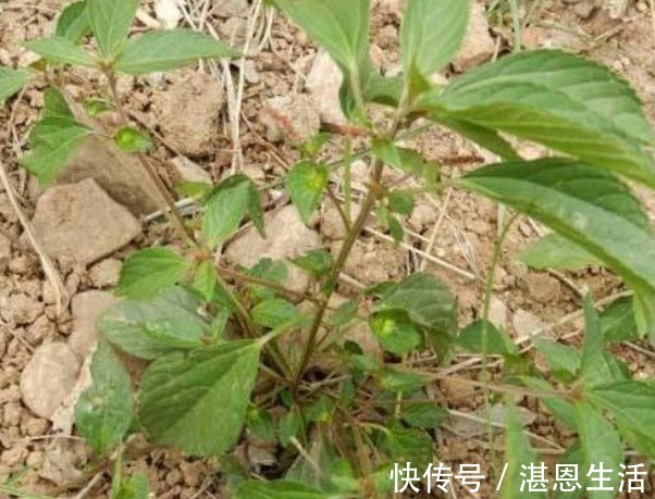 青蒿|乡下常见的铁苋菜,除了是上好野菜以外,还能拿来入药,价值高