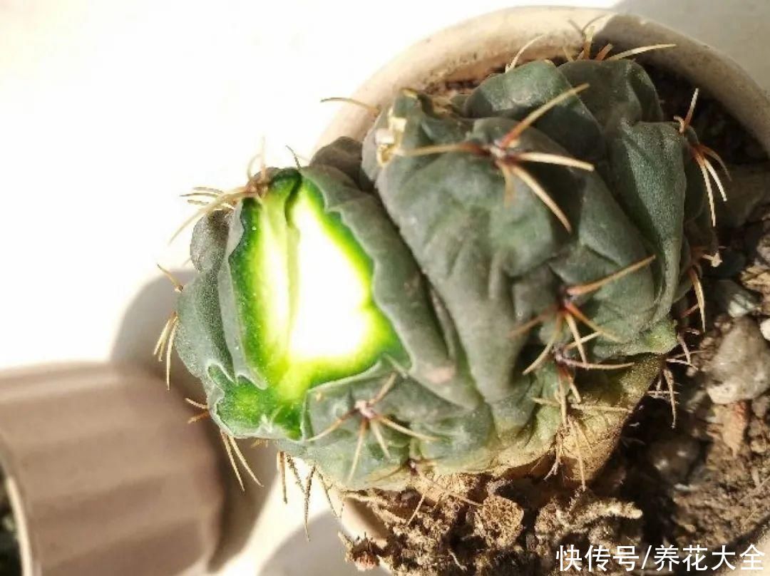 10种花要控水,天热反而不能浇,一浇水就死