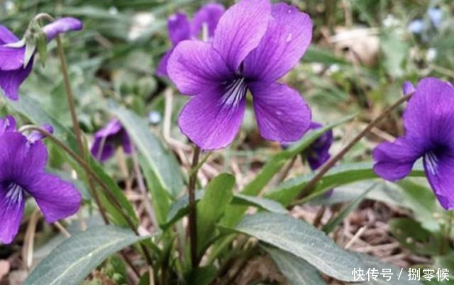 山坡下、树林里,生长着1种“紫花地丁”,少有人留意,却珍贵!