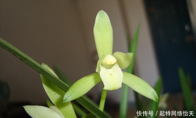 铁骨系列|适合新手养的兰花,价格便宜,好养易成活,多季开花,芳香四溢