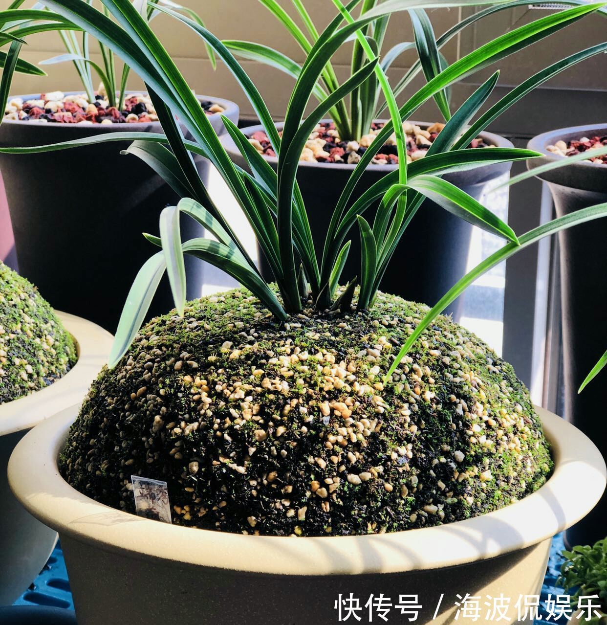 根系|种植兰花用浅盆好还是用深盆好十年兰花老农给出了答案