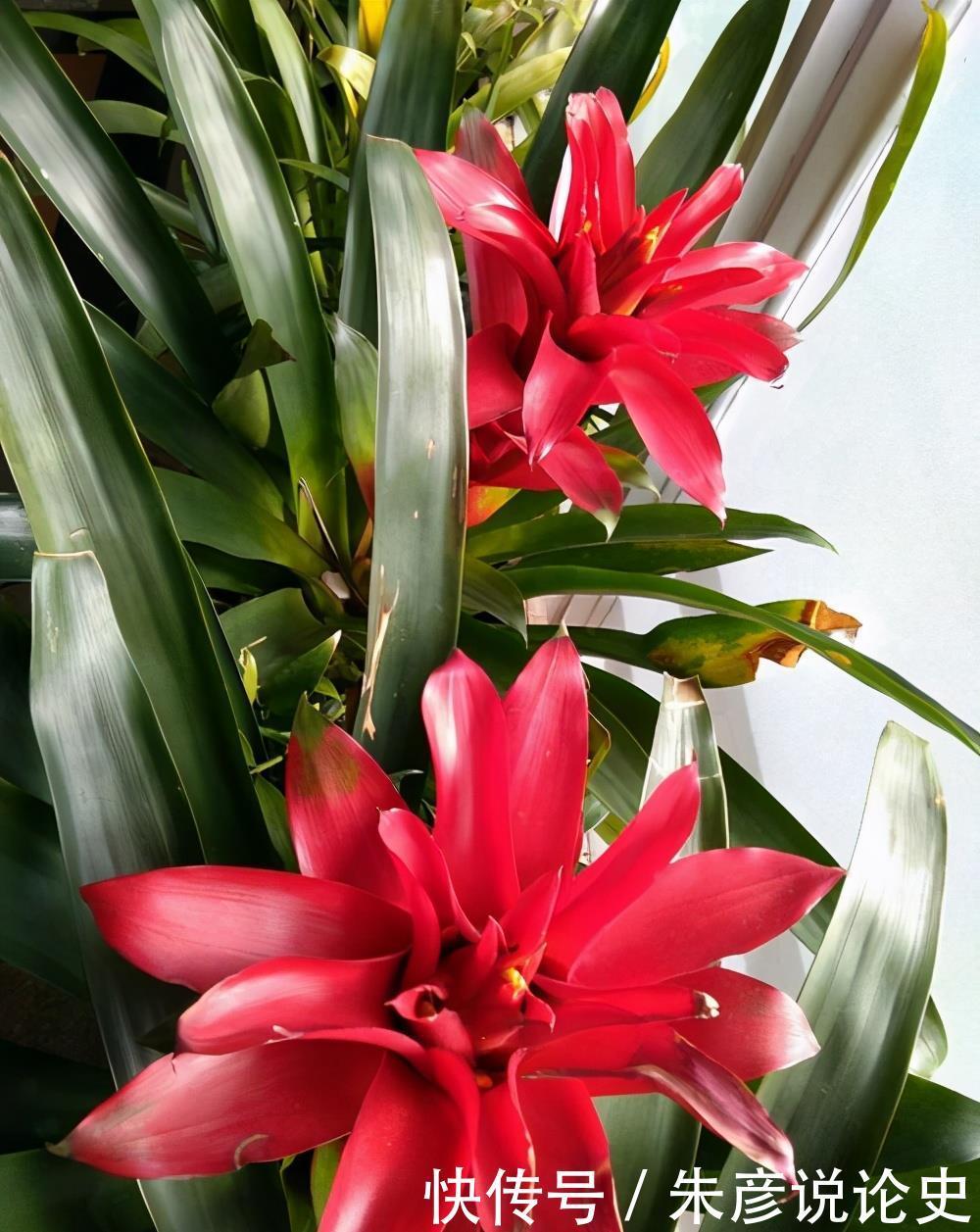 6种寓意好的植物,各有特色,你喜欢哪个?