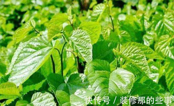 降血糖|天然的“胰岛素”找到了!糖尿病患者换着吃,降血糖,身体也健康