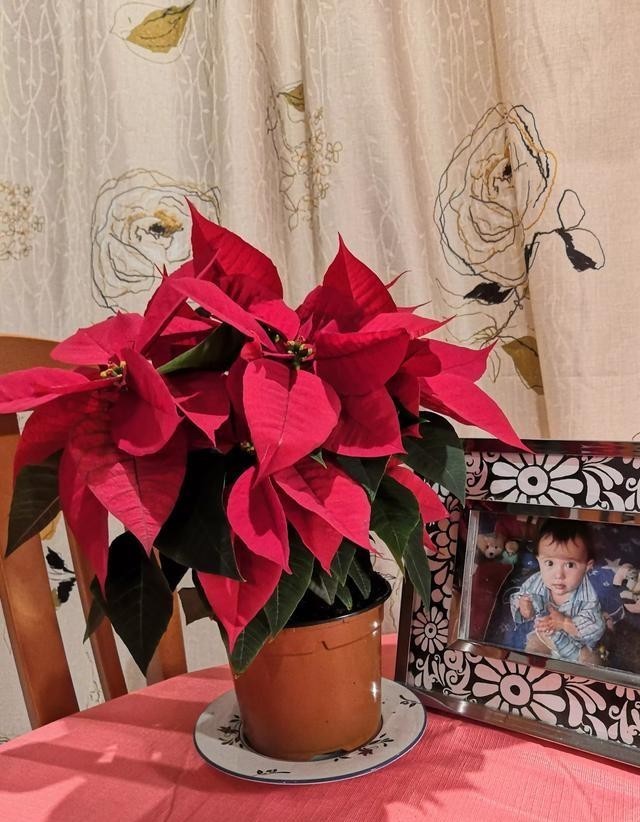 红红火火|西方的“圣诞花”,红红火火忒漂亮,只能看,不能摸!