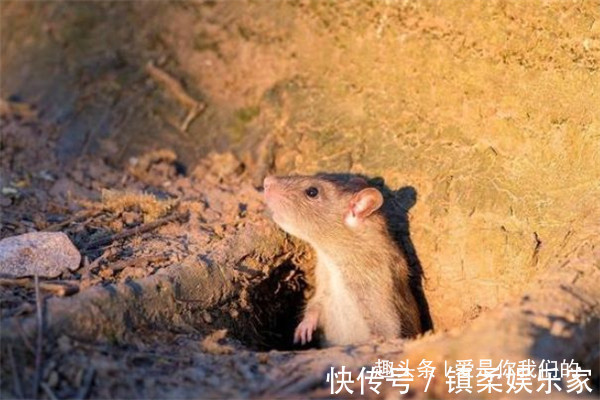 九月生|生肖鼠的婚姻配对出生在不同月份的属鼠人,配对大有讲究!