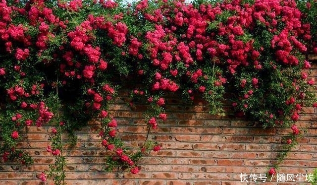 人家|日本发现一户人家庭院,那叫一个漂亮,主人向往的是田园生活