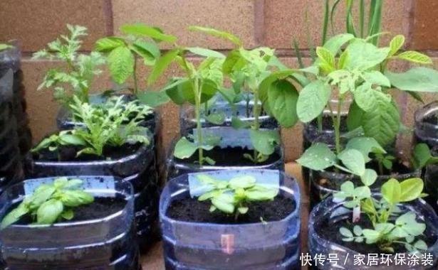 养花人的奋斗目标：该怎么实现养花省钱环保？从巧用它们开始