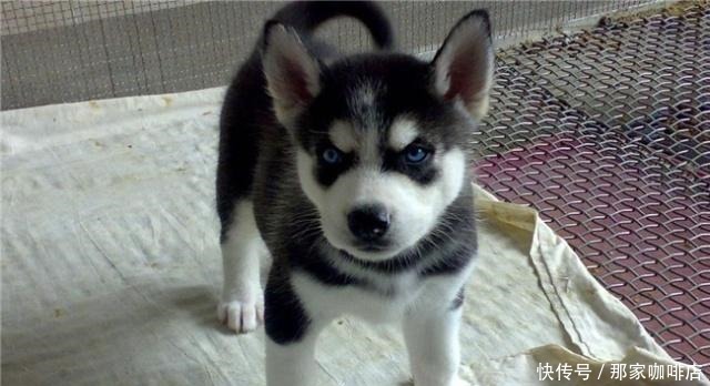 特别|5种最“败家”的狗，一般人养不起，敢养的都是“土豪”！