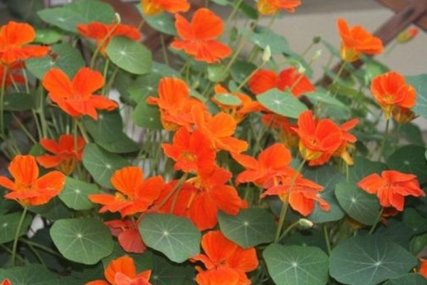 此花堪称“国色天香”，寓意炙热的爱情，也象征喜庆的爱国之心！