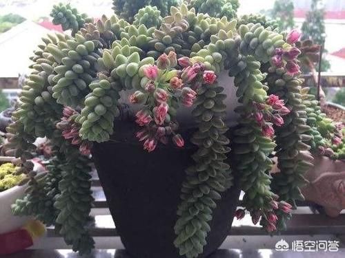 不小心给多肉浇多了水，如何“放水”呢？