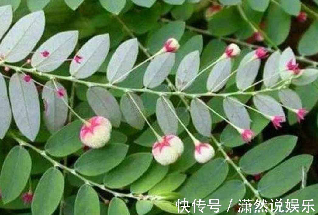 野草|农村一种常见野草,有很高的药用价值,治疗外伤很有帮助