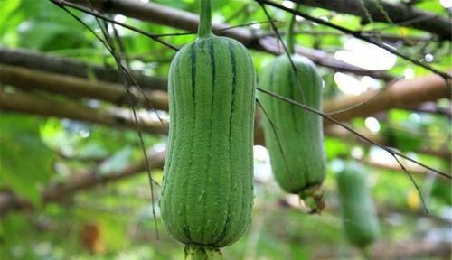 春天不想衰老，要多吃幾種食物，清熱解毒，預(yù)防早衰，誰吃誰變美