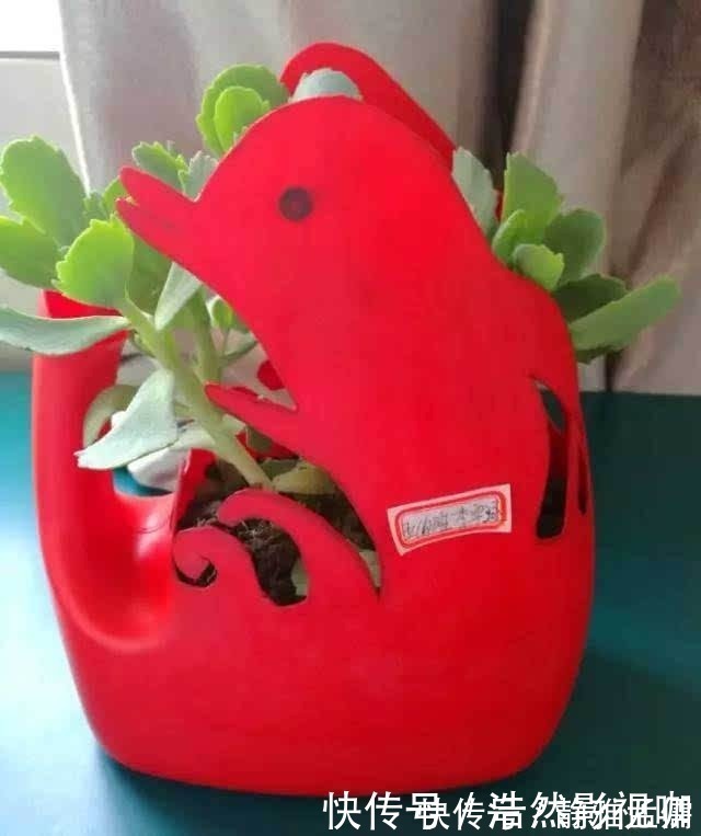 花盆|废弃的洗衣液桶剪两刀，瞬间变身养花神器，铲子花盆钱全省了！