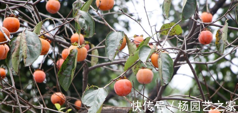 水果|秋天，这水果正当季，维生素是苹果的十倍，用它煮粥，不燥还润肺