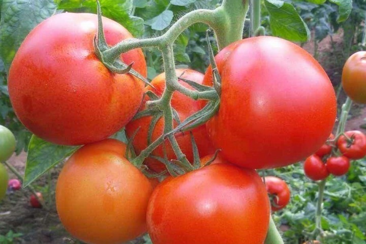 土豆|糖尿病不仅仅要少吃糖,4种食物也要少吃,你有注意吗