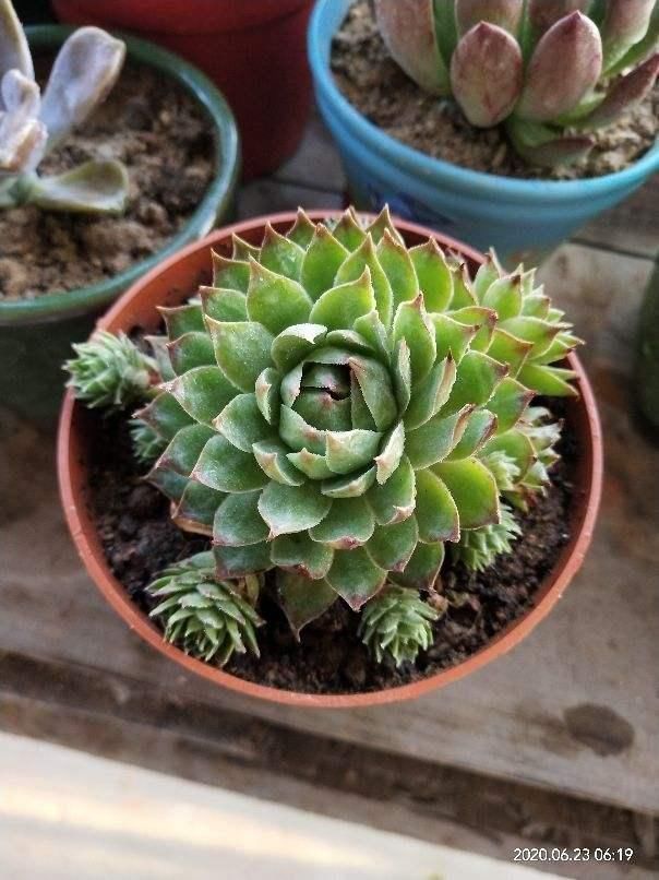 4种花特容易爆崽,呼呼长出一圈小芽,摁都摁不住